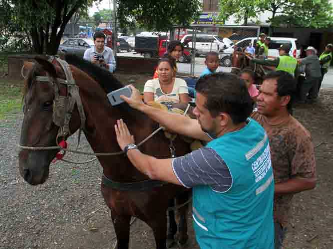 Se activó plan de prevención para evitar brote de influenza equina en el Valle