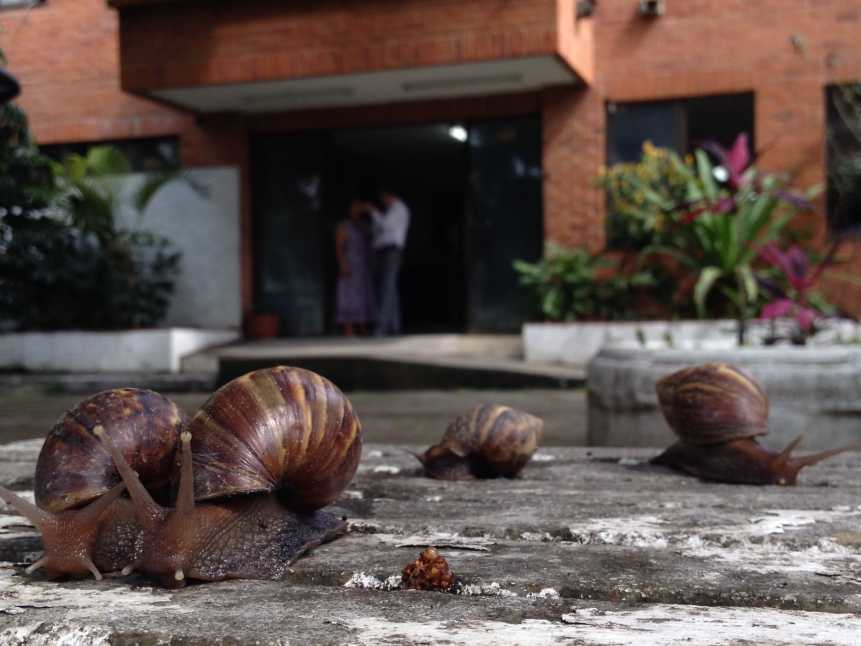 Tras la llegada de la primera temporada de lluvia, se preevé la aparición del Caracol Africano