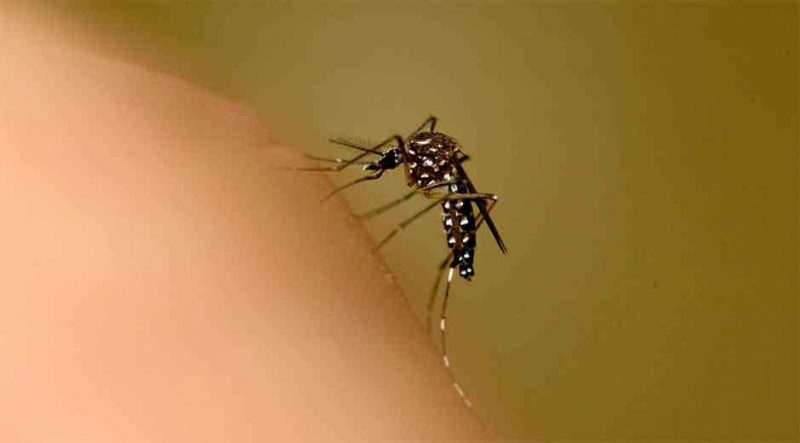 Cali, de primera en la lista de los casos de Dengue y Zika según informe