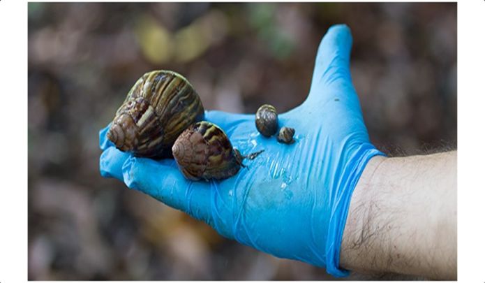 Alerta por proliferación de caracol africano en varios sectores de Cali
