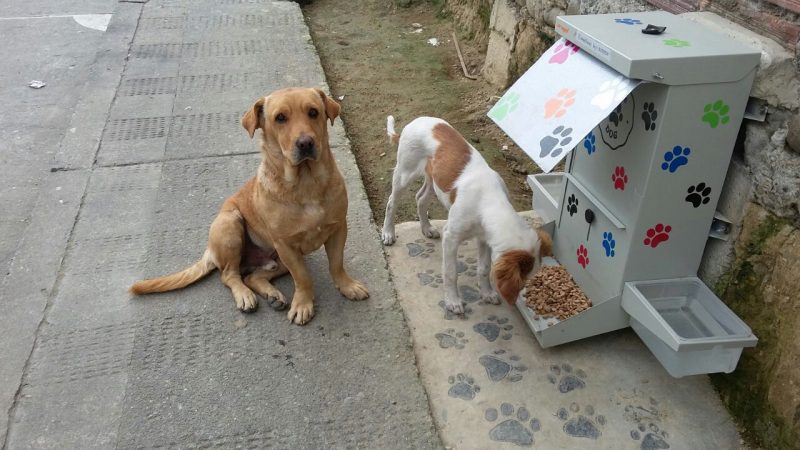 Autoridades socializarán el plan arquitectónico del centro de bienestar animal en Cali