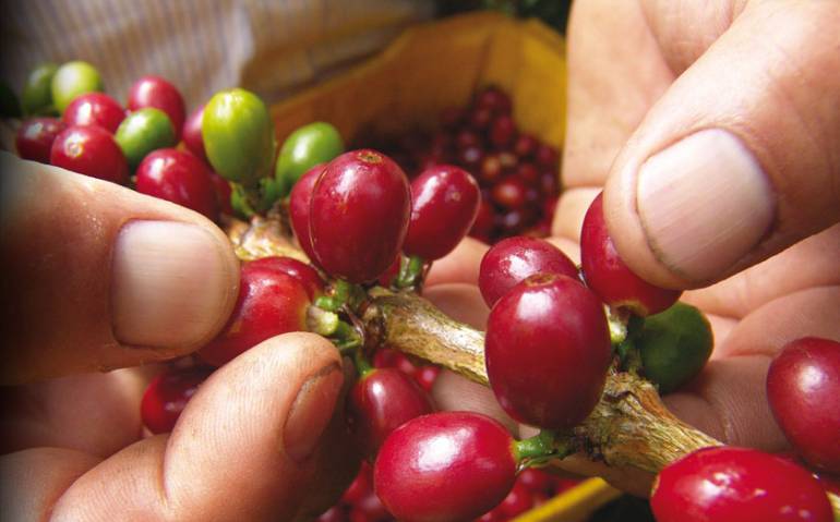 La producción de café de Colombia creció un 6 % en mayo