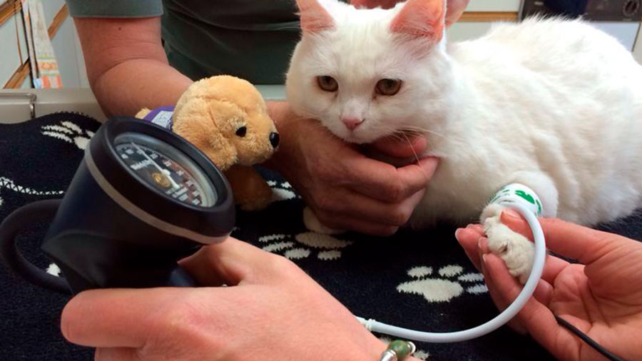 ¡Mucho cuidado! su gato también puede sufrir hipertensión