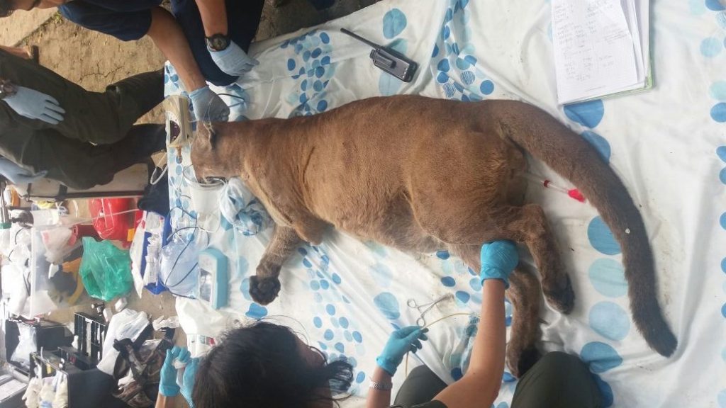 Dagma rescató animales en estado de desnutrición por inundación en Cali