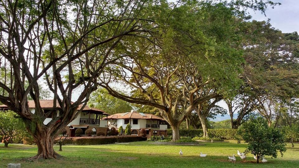 Son el hábitat de las aves, regulan el agua y protegen el suelo: ¡Feliz Día del Árbol!