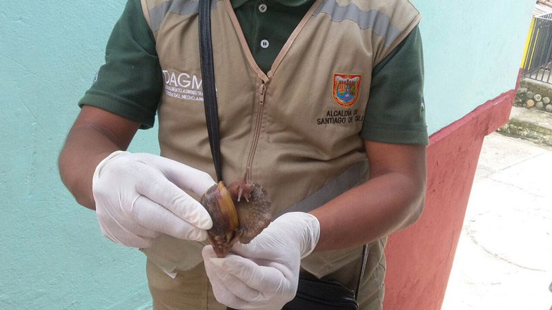 Por temporada de lluvias, aumentan operativos de control al caracol africano