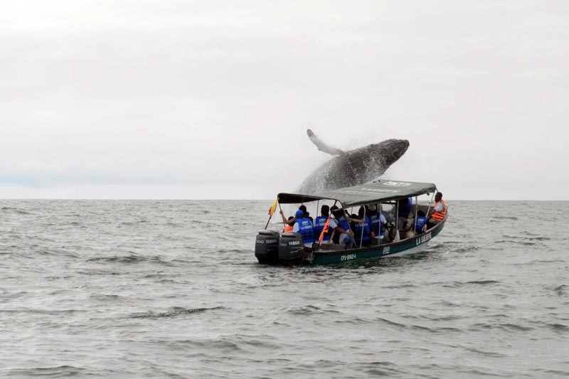 Se busca que la tradición cultural de avistamiento de ballenas sea declarada como patrimonio inmaterial de la nación 