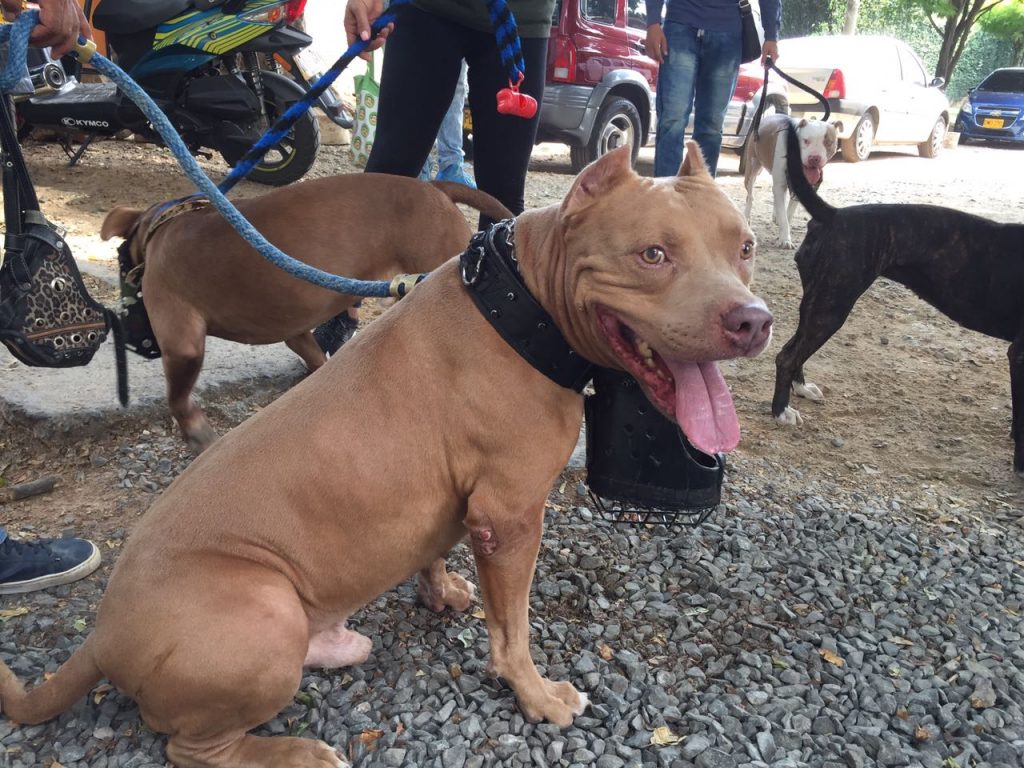Se cumplió nueva jornada de registro para perros potencialmente peligrosos en Cali
