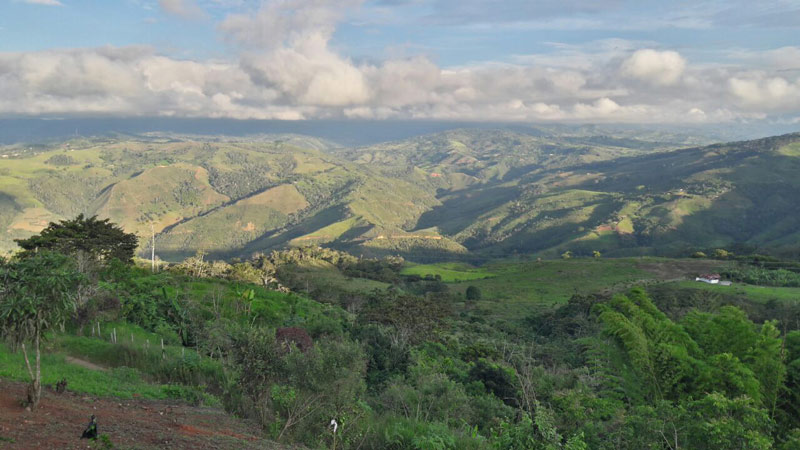 Deforestación anual en Colombia se redujo en un 19,2%, según el Ideam. En 2018, no pasaba del 10%