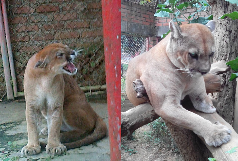 Polémica por muerte de dos pumas de Refugio Villa Lorena que estaban a cargo de Paz Animal