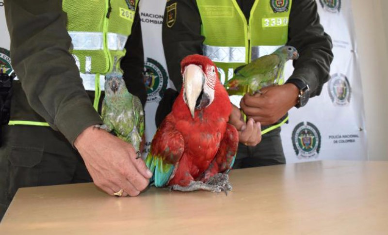 Policía tras la pista de comercio ilícito de animales silvestres por redes sociales