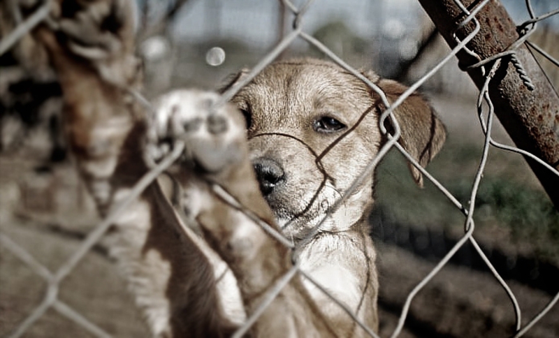 Realizarán ‘Vacunatón’ de perros y gatos para prevenir casos de rabia en Valle