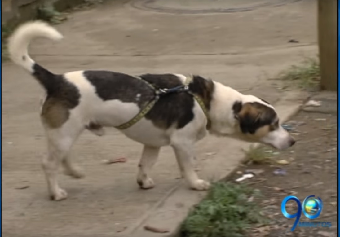 Gobierno de Cali adquirió el lote para construir el Centro de Atención Animal
