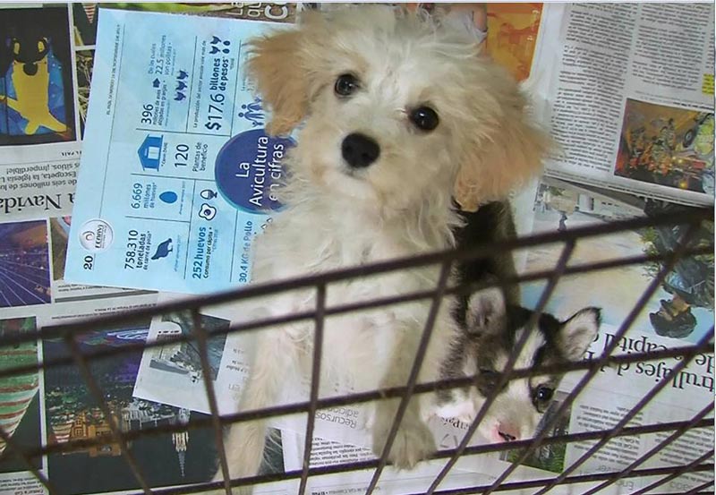 Cachorros incautados por la Policía Ambiental murieron por malas condiciones de salud