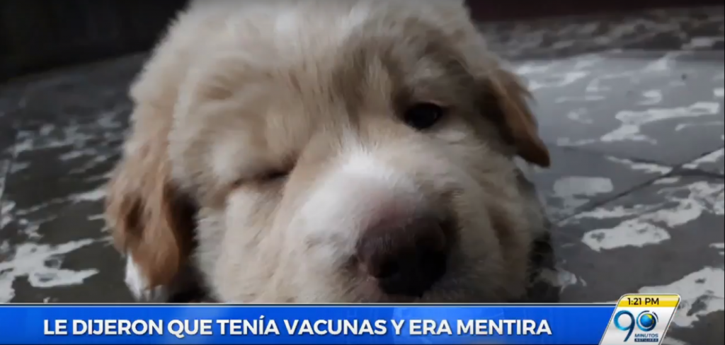 Caleños denuncian que vendedores de mascotas callejeras engañan a los clientes