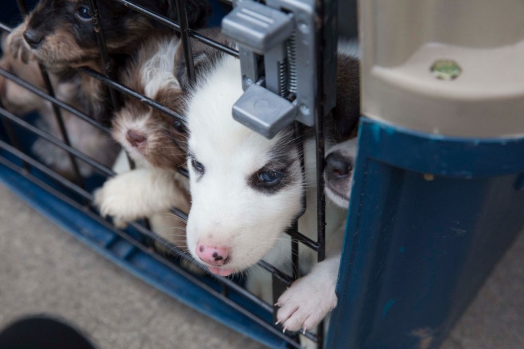 ¿Dónde están? Paz Animal denunció que al menos 6 cachorros incautados no aparecen