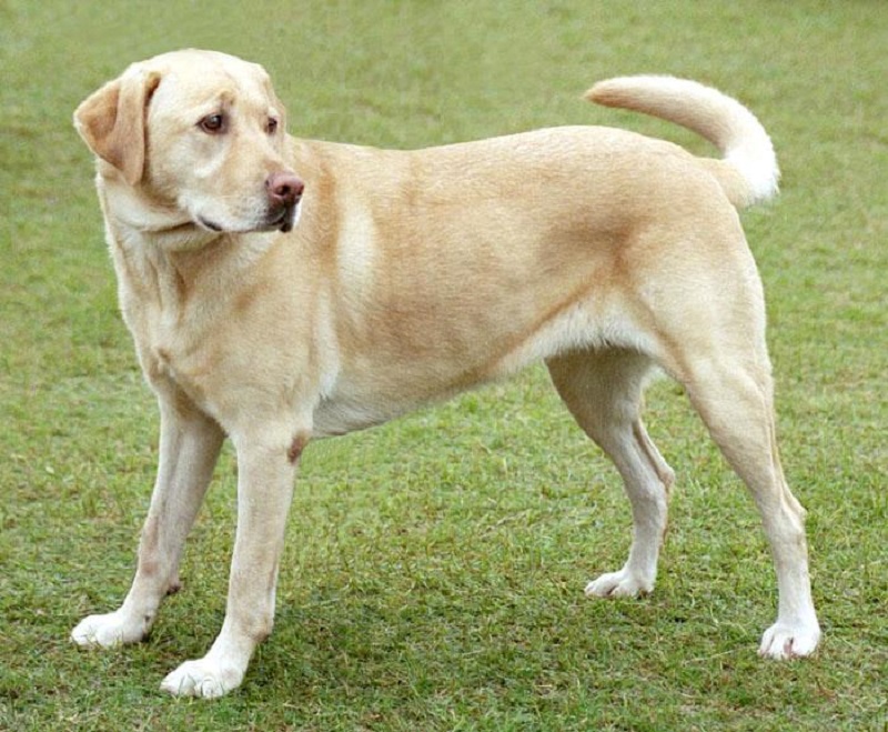 Perro labrador muerde a menor de 7 años en Santander de Quilichao, Cauca