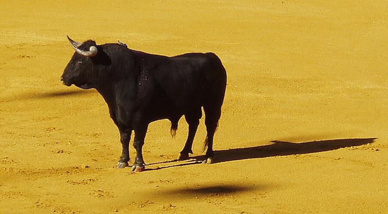 Toro embiste a grupo de ciudadanos en medio de una procesión en Guacarí, Valle