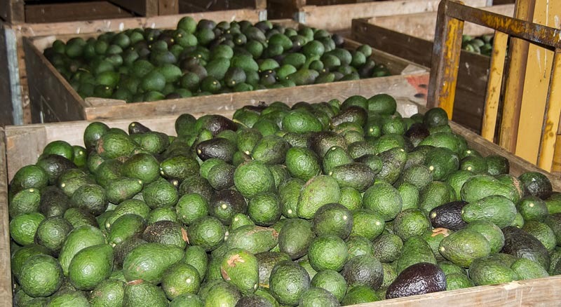 Agricultores del Valle a un paso de exportar aguacate hass hacia Norteamerica