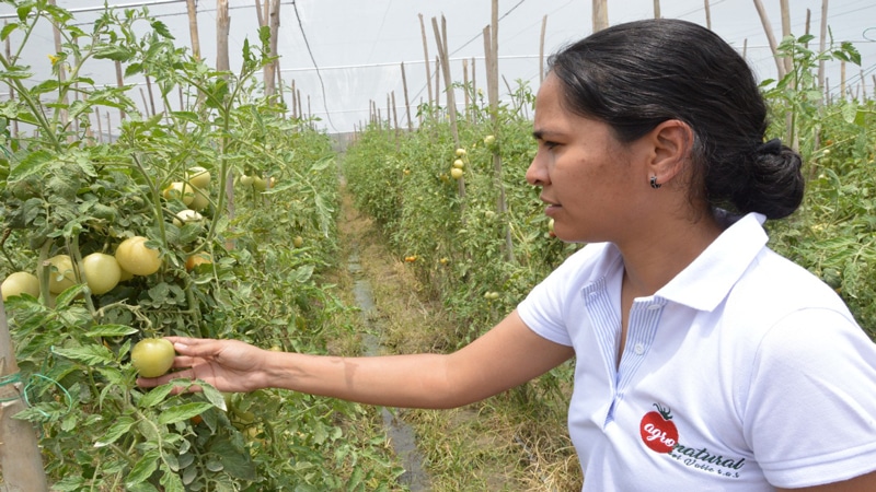 Autoridades del Valle iniciaron evaluación agropecuaria a cultivos del departamento