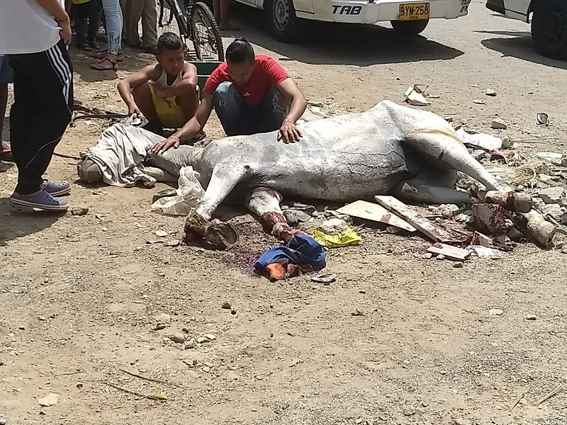 Aplican eutanasia a caballo carretillero en Cali tras ser atropellado por carro de basuras