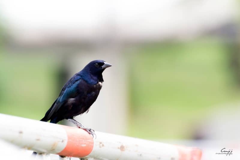 Colombia, campeón mundial de avistamiento de aves por tercera vez en el ‘Global Big Day’