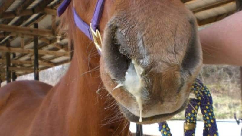 No habrá movilización de animales en 24 municipios de Valle por influenza equina