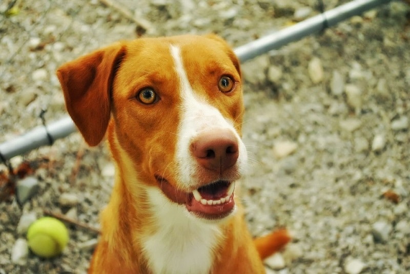 Vecinos del oeste de Cali se oponen a construcción de ‘hogar de paso’ para animales