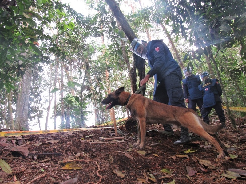 Ejército Nacional inició por primera vez técnicas de desminado canino en Valle