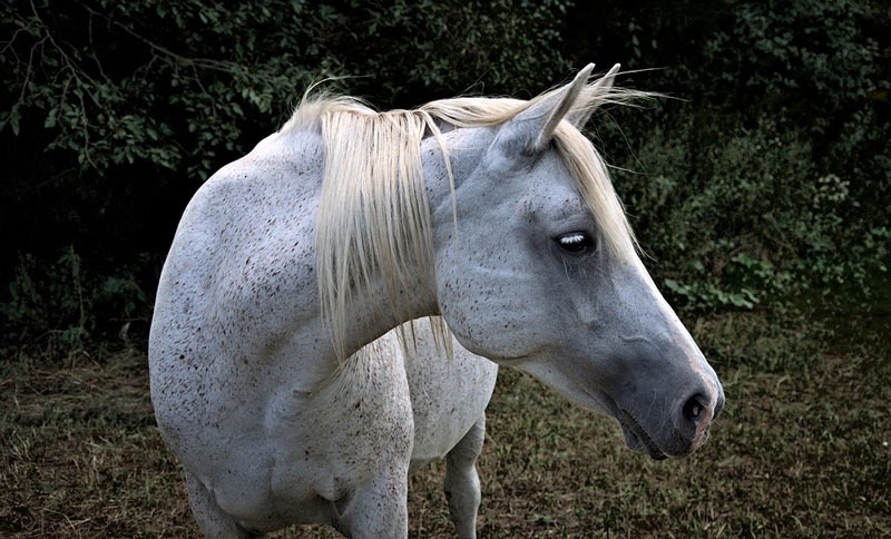 Se levanta cuarentena por influenza equina en el Valle del Cauca