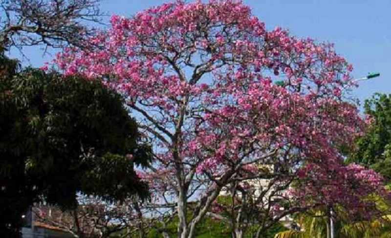 Con siembra de 3.600 árboles que florecen, buscan llenar de color y vida a Cali
