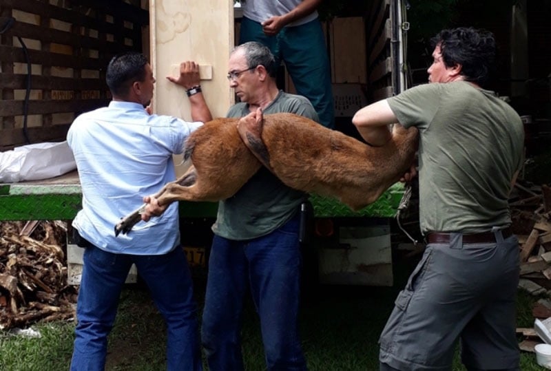 Recuperan seis venados que estaban en cautiverio en casa finca de Pance