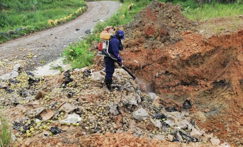 Autoridades en alerta para evitar que peras contaminadas se vendan en el Valle