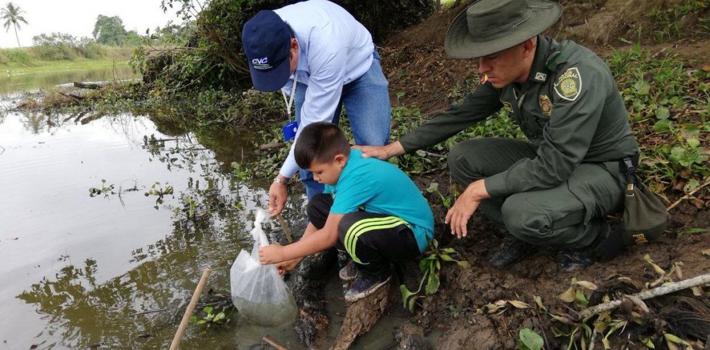 Siembran cinco mil alevinos de bocachico en el humedal Guare, en Bolívar, Valle