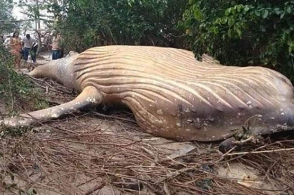 Asombro de expertos por ballena jorobada hallada muerta en selva amazónica