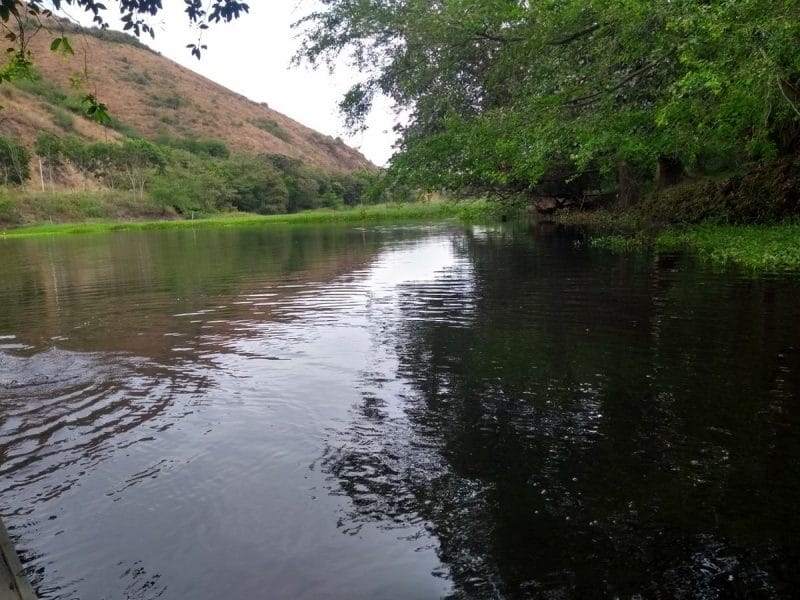 CVC siembra 1.500 peces alevinos en Humedal Timbique de Palmira para su rehabilitación