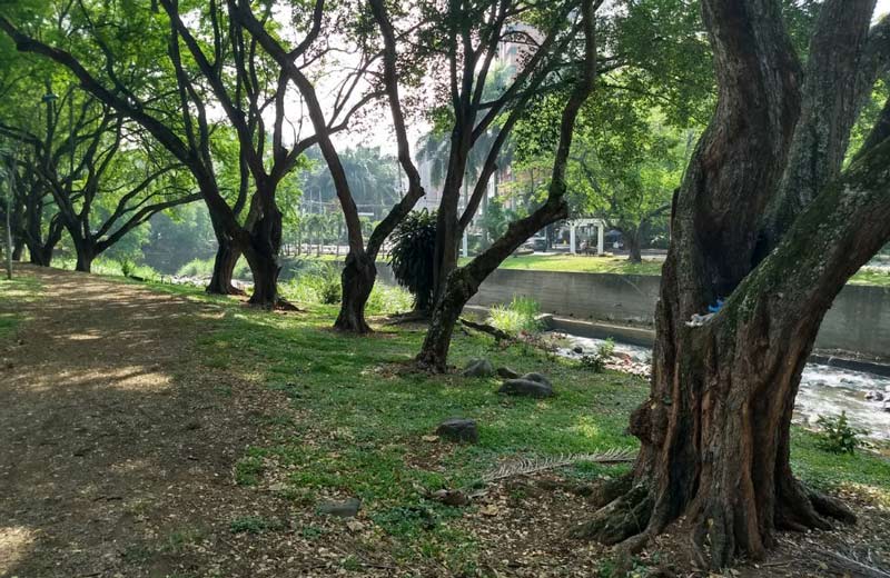 CVC siembra 22.000 árboles de varias especies en diferentes sitios de Cali