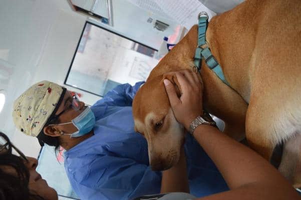 Jornadas de esterilización en el centro de Cali beneficiarán a animales callejeros