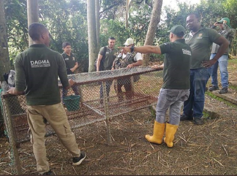 Quedó lista trampa para trasladar babilla del lago de Ciudad Jardín