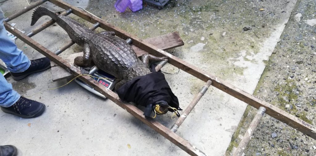 ¿Qué pasará con la babilla capturada en el lago de Ciudad Jardín? Aquí les explicamos