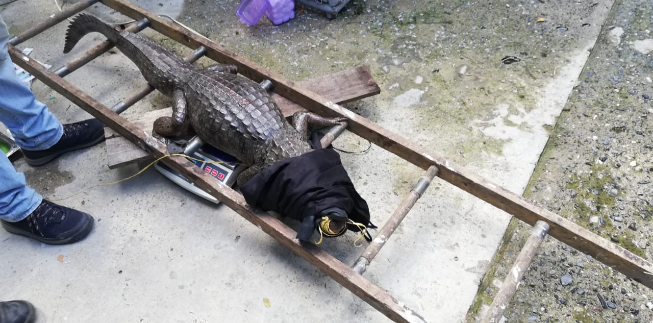 ¿Qué pasará con la babilla capturada en el lago de Ciudad Jardín? Aquí les explicamos