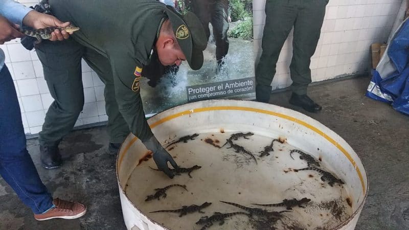 Alertan posible uso de babillas para el tráfico de pieles y consumo de carne