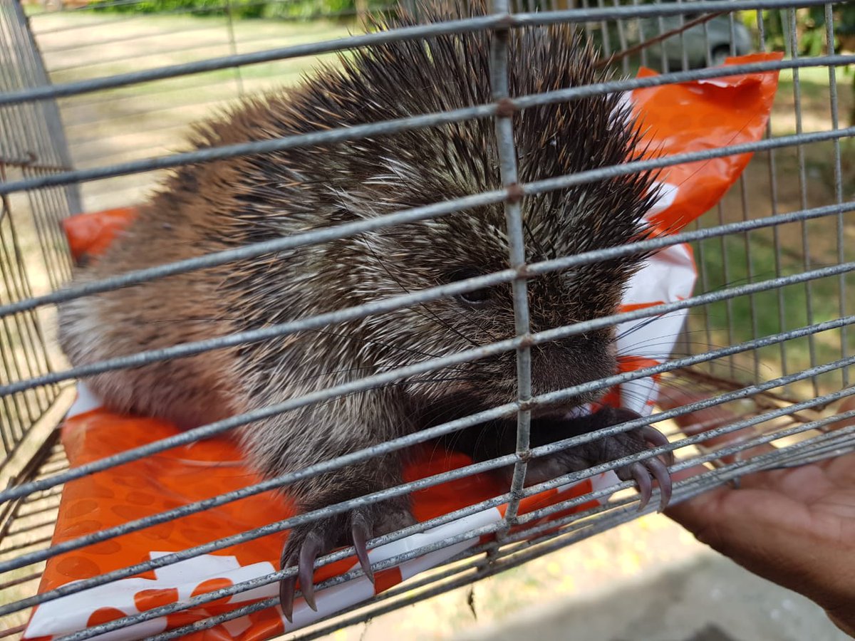 En varios operativos, CVC rescató diferentes especies de fauna silvestre en Valle