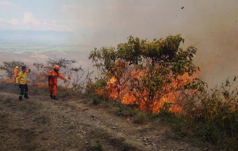 Programa 'Cerros Más Verdes' pretende reforestar zonas afectadas por incendios forestales en Valle