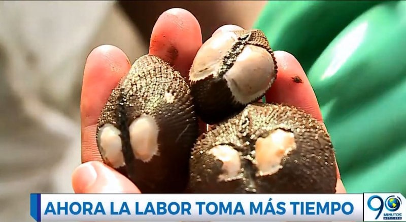 Pianguar, una tradición ancestral de Tumaco que lucha por no desaparecer
