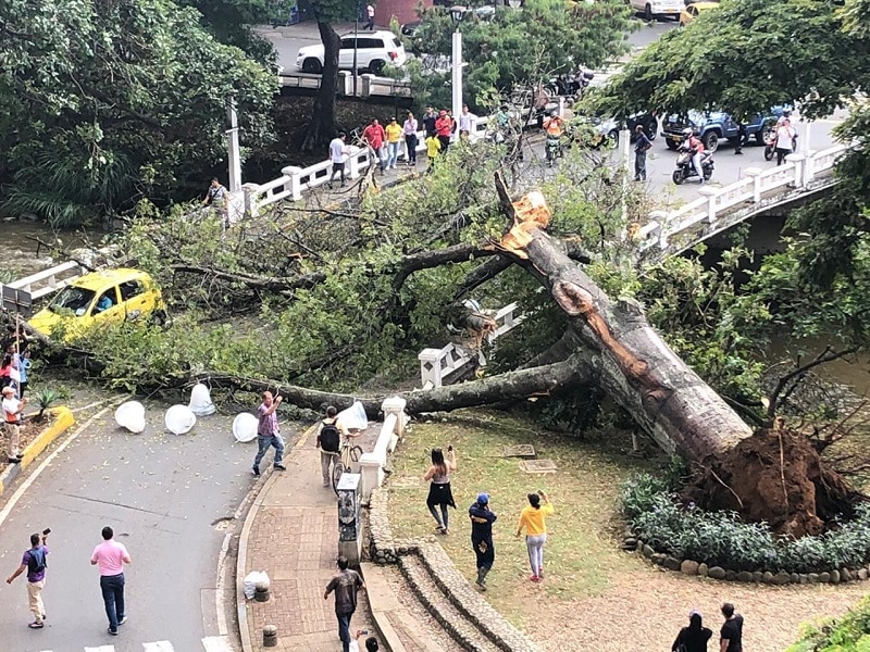 Dolor en Cali tras desplome de árbol icónico del Gato Tejada