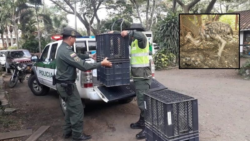 Incautan dos avestruces en Terminal de Transporte de Cali que serían trasladadas a la Guajira