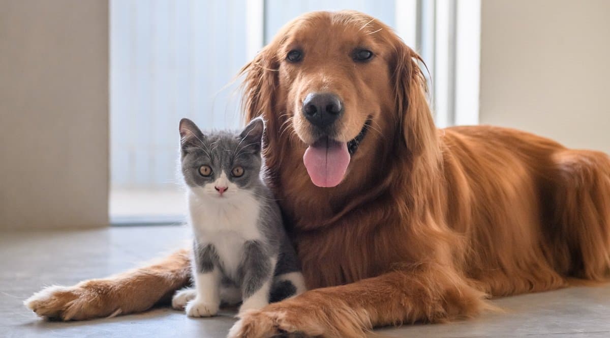 ¿Quiere viajar con su mascota? Conozca los requisitos para salir con ella del país