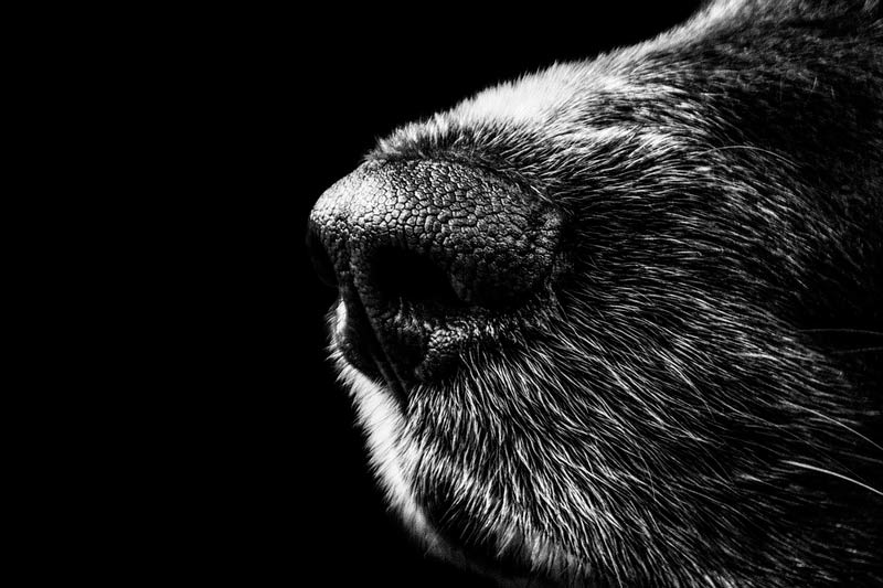Un hombre fue enviado a la cárcel luego de que asesinara a su perro