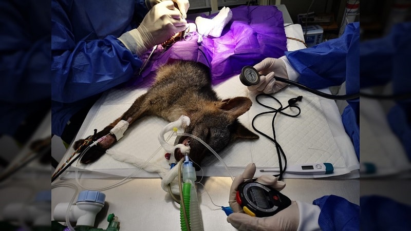 Zorro Cañero atropellado en una vía fue salvado tras cirugía de casi 10 horas